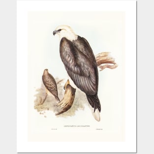 White-bellied Sea Eagle Posters and Art